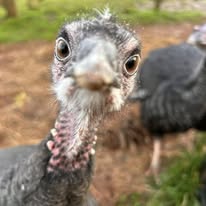 Photo of a turkey